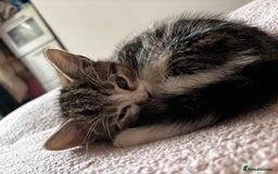 American Shorthair cats for sale: American short hair tabby kittens - Image 4