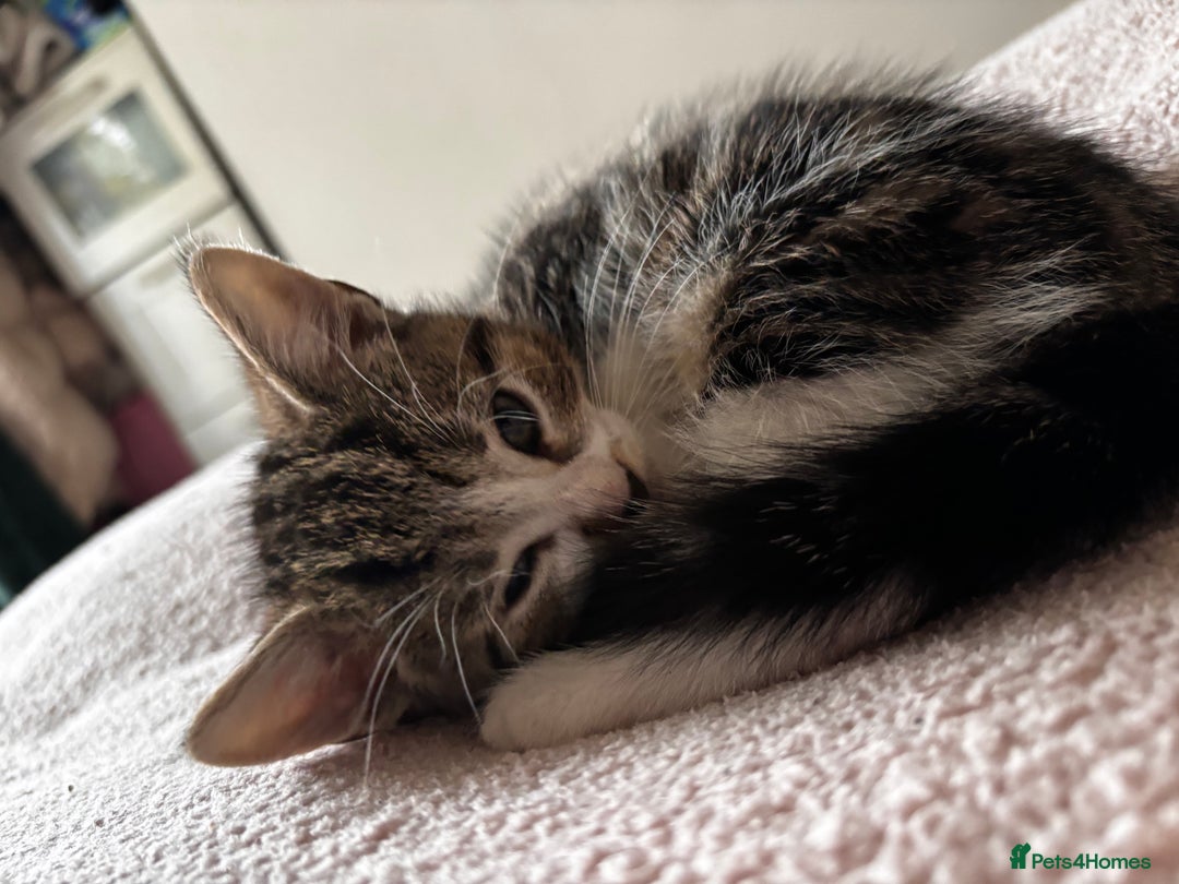 American Shorthair cats for sale: American short hair tabby kittens - Image 4