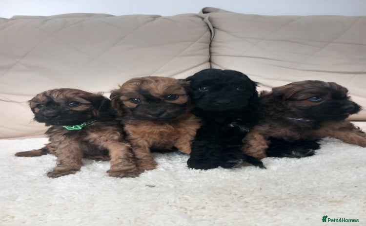 Cavapoo dogs - Advert 1