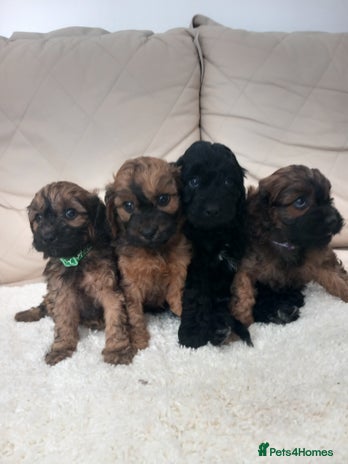 Cavapoo dogs - Advert 1