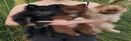 German Spitz dogs for sale: 1 German Spitz Mittel Boy left - Black - Advert 14