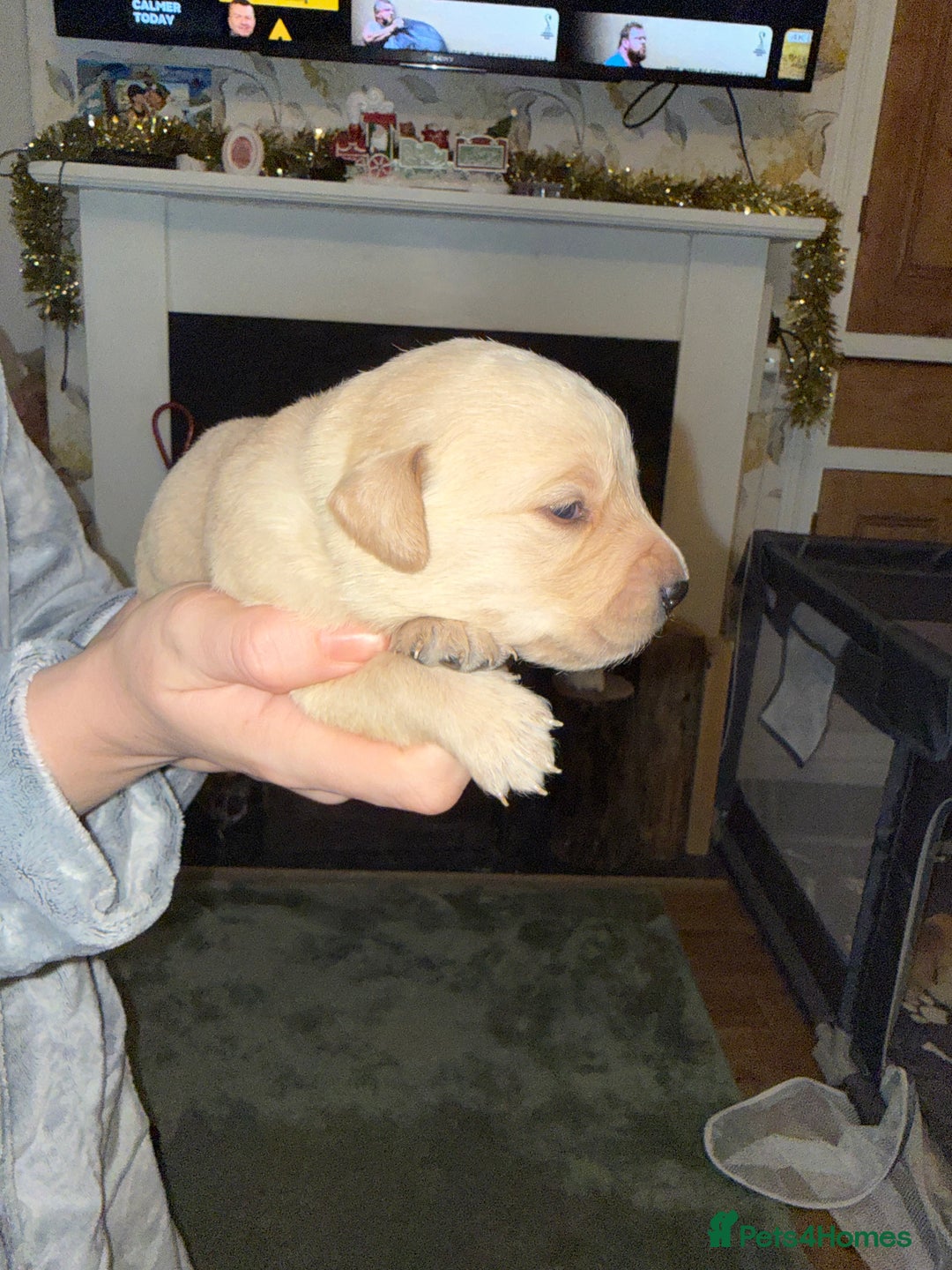 Goldador dogs for sale: 8 beautiful golden retriever x red lab puppies  - Advert 28