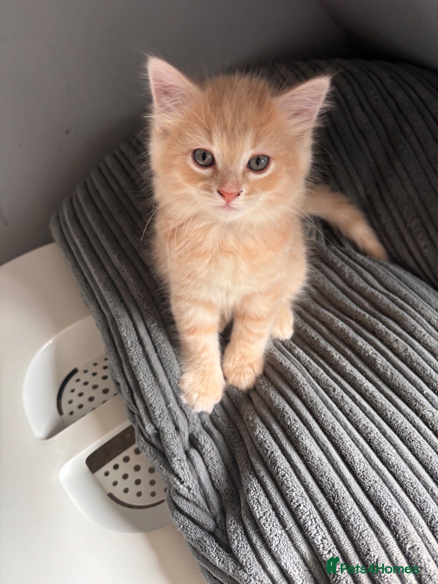 Mixed Breed cats Ginger Boy - Advert 1