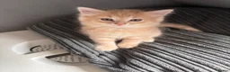 Mixed Breed cats for sale: Ginger Boy - Advert 1