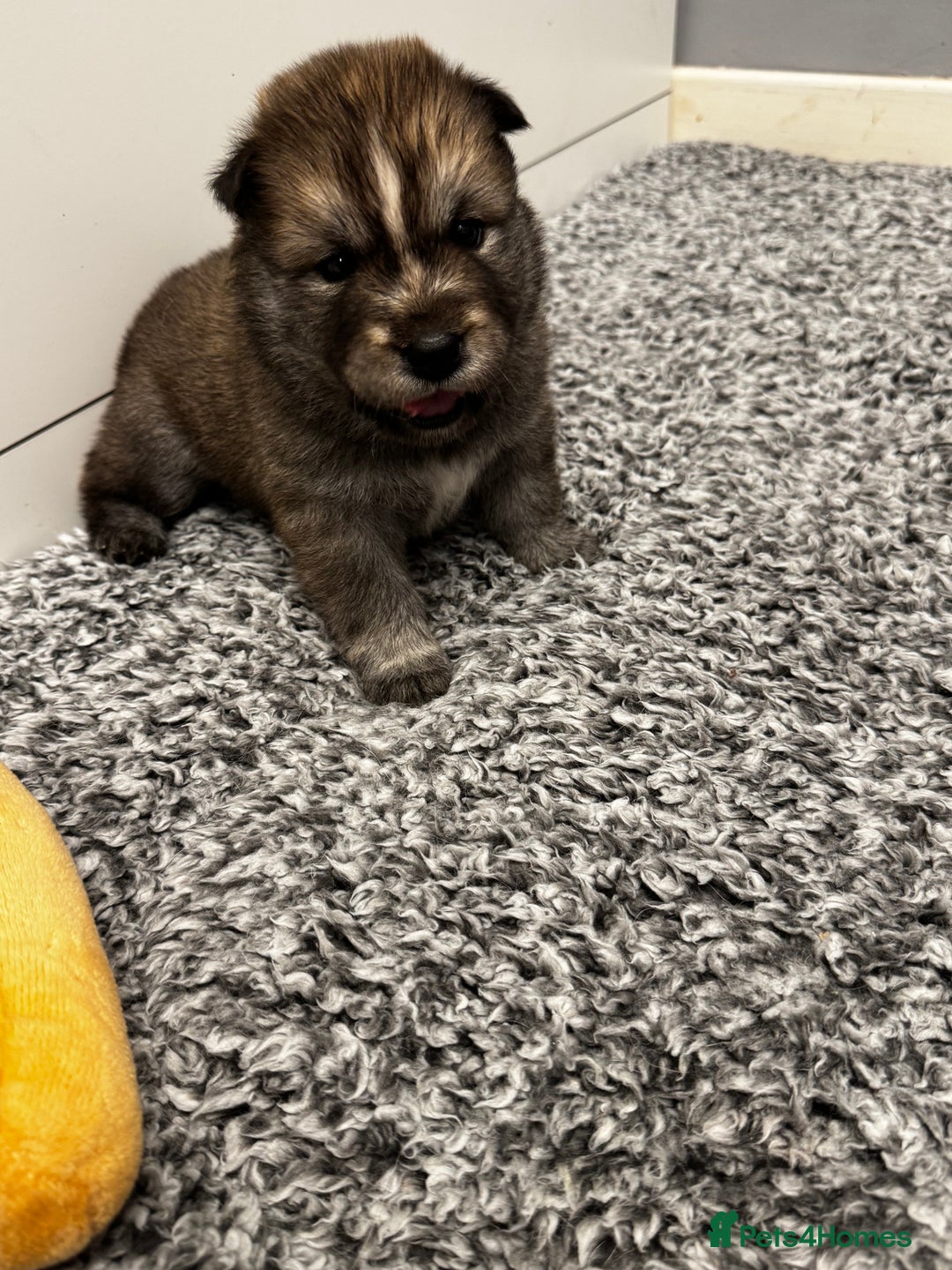 Mixed Breed dogs for sale: Chowski puppies for sale  - Advert 5