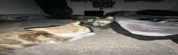 Mixed Breed cats for sale: 2 baby female 1 year male kitten need rehoming!!! - Advert 4