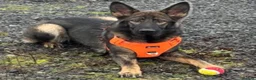 German Shepherd dogs for sale: Our 15 month old German Shepherd girl - Advert 3