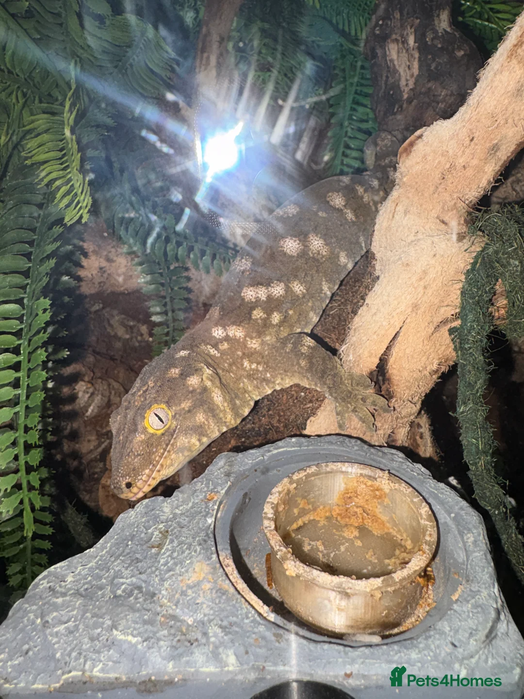 Gecko reptiles for sale:  Leachie (Leachianus) gecko - Advert 1