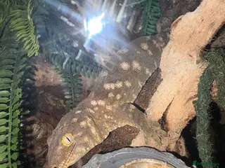 Gecko reptiles Leachie (Leachianus) gecko - Advert 1