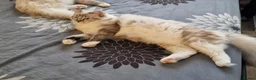 Ragdoll cats for sale: 🏆 FIFe PEDIGREE RAGDOLL KITTENS – READY NOW 🏆 - Advert 3
