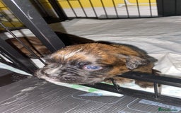 Boxer dogs for sale: Boxer  - Image 8
