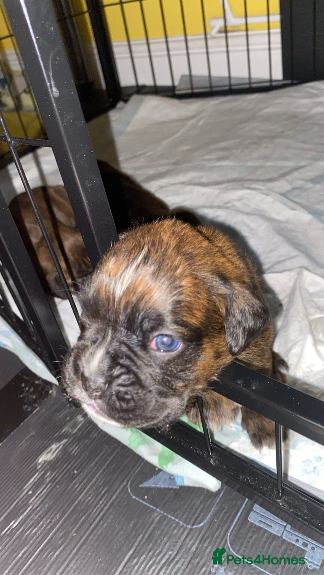 Boxer dogs for sale: Boxer  - Image 8