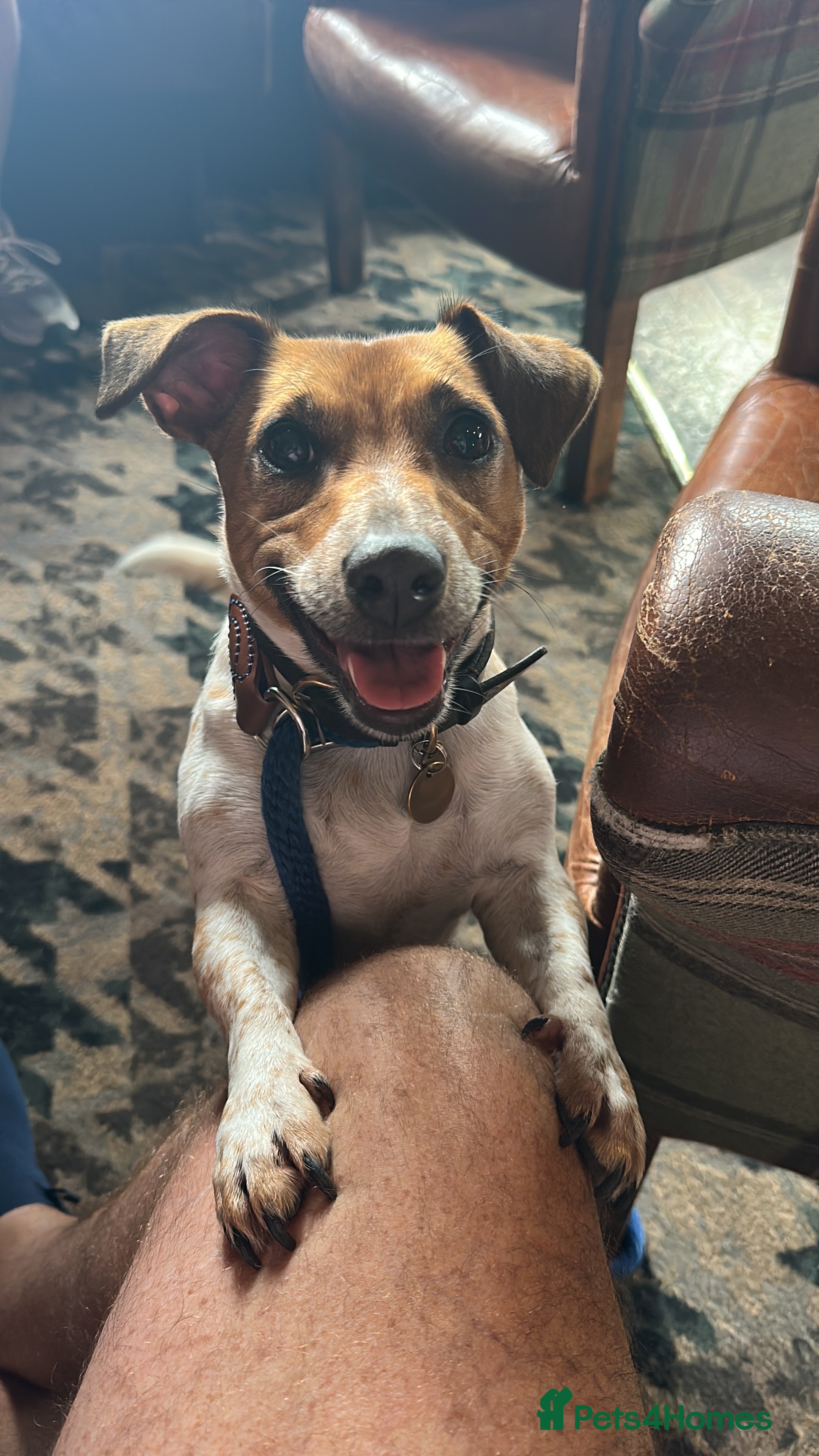 Jack Russell dogs Three beautiful Jack Russell boys for sale  - Advert 3