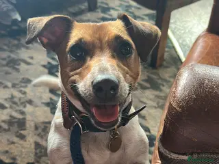 Jack Russell dogs Three beautiful Jack Russell boys for sale - Advert 3