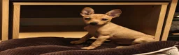 Miniature Pinscher dogs for sale: Lovely red boy ready for loving home in Edinburgh - Advert 7