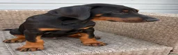 Dobermann dogs for sale: Champion and working lines KC Doberman litter - Advert 26