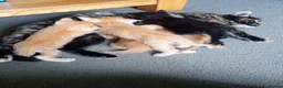 Mixed Breed cats for sale: 4 kittens ready to go - Advert 4