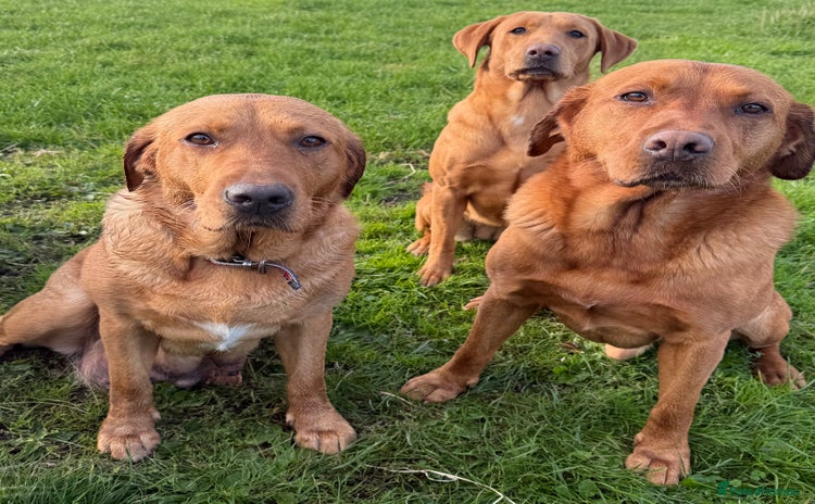 Labrador Retriever dogs - Advert 14