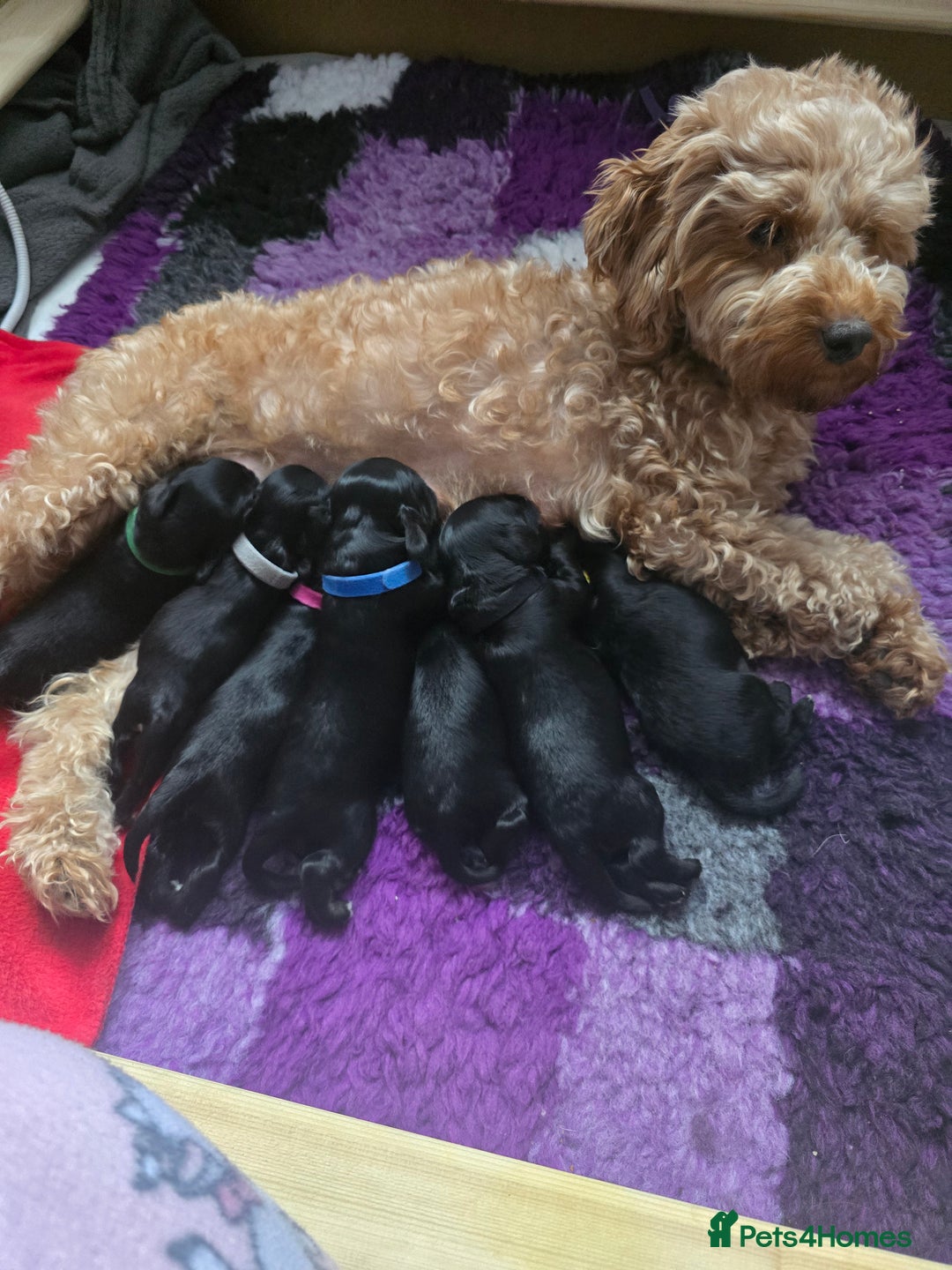 Cockapoo dogs for sale: Stunning American Cockapoos  - Image 4
