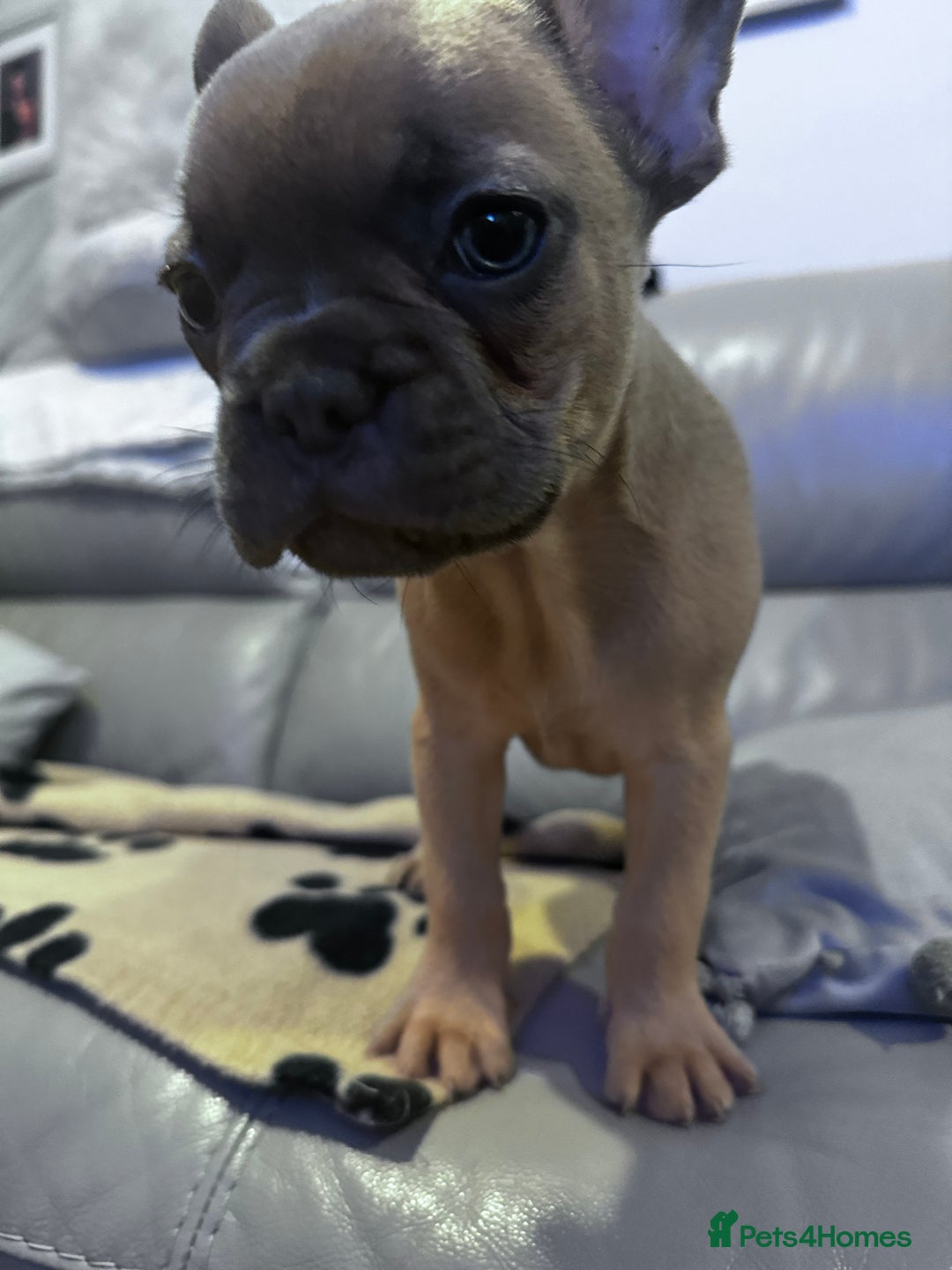 French Bulldog dogs for sale: French bulldog - Image 1