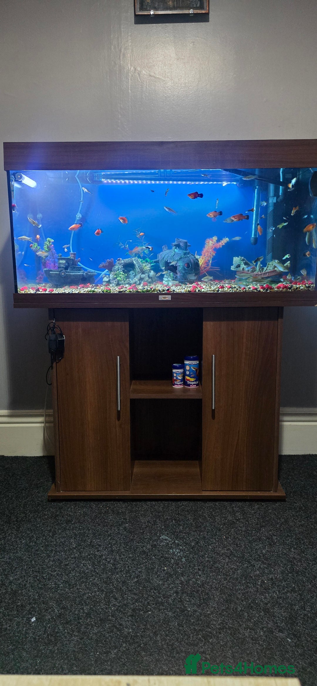 Other/Mixed Breed fish for sale: Tropical mix fish with aquarium  - Advert 6