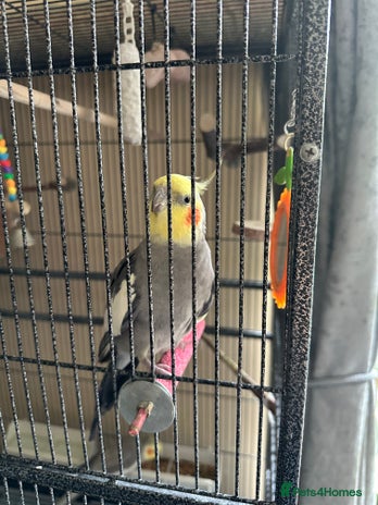 Cockatiels birds - Advert 19