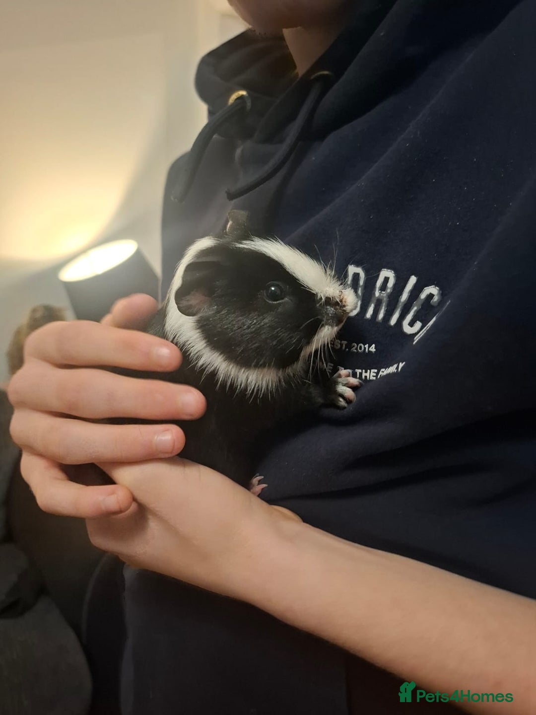 Guinea Pig rodents for sale: 2 1 year old male guinea pigs and cage - Image 6
