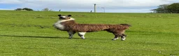 Llama livestock for sale: Male Llama for sale 🦙  - Advert 5