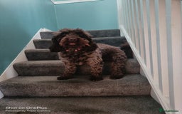 Cockapoo dogs for sale: Lovely cockapo puppies - Image 10