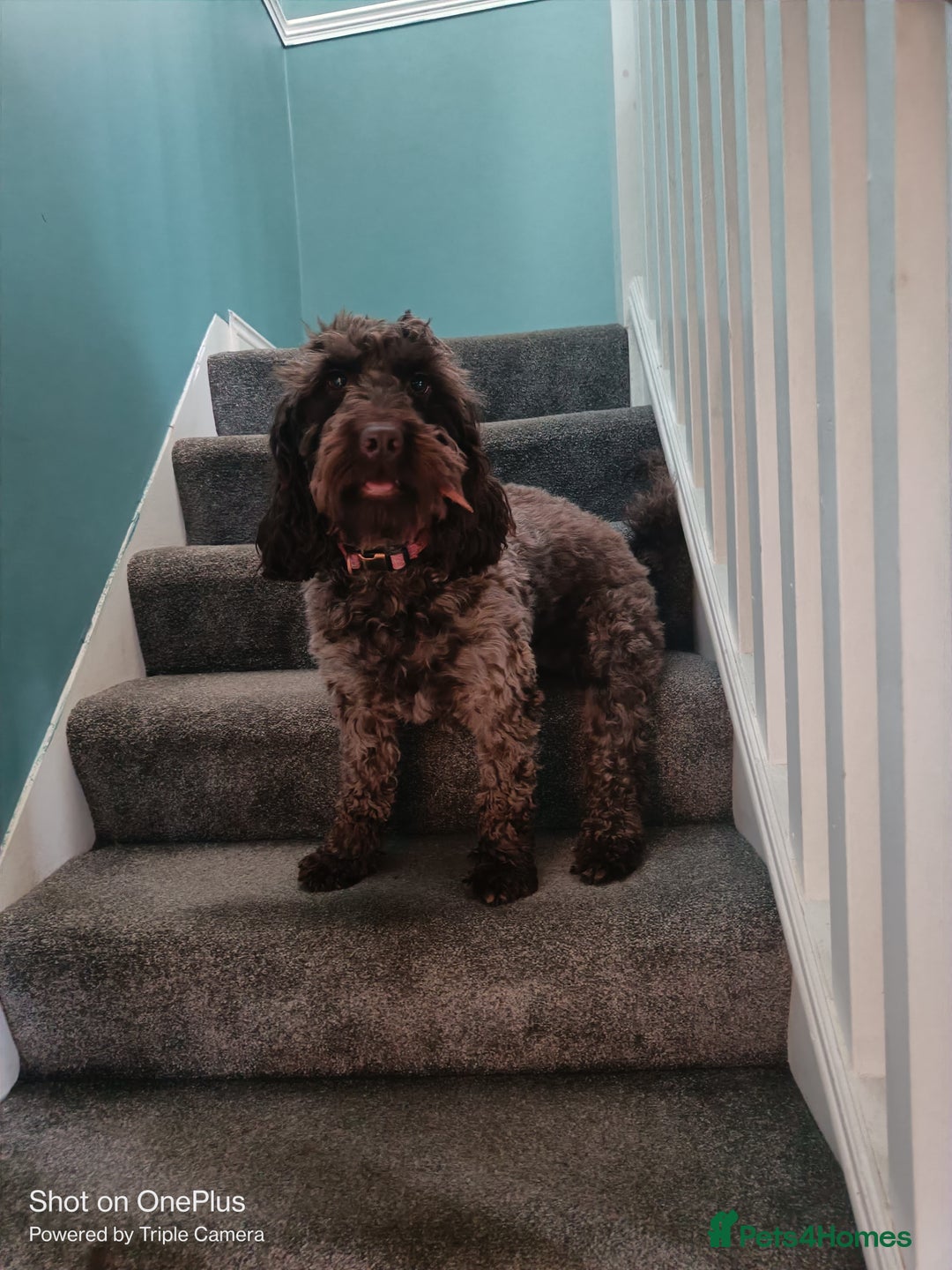 Cockapoo dogs for sale: Lovely cockapo puppies - Image 10