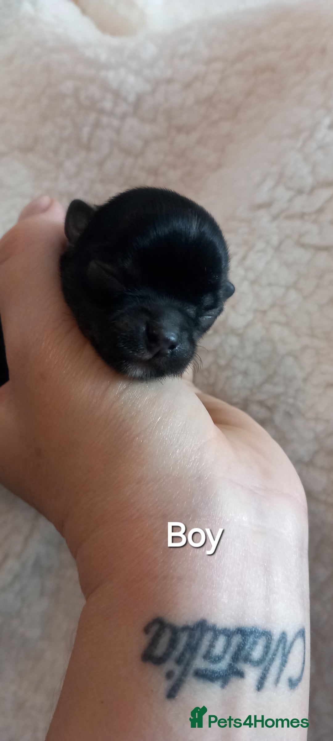 Chihuahua dogs for sale: ❤️‍🔥Dna tested parents❤️‍🔥Long-coat 2boys 2girls - Image 10