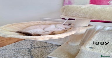 Ragdoll cats - Advert 11
