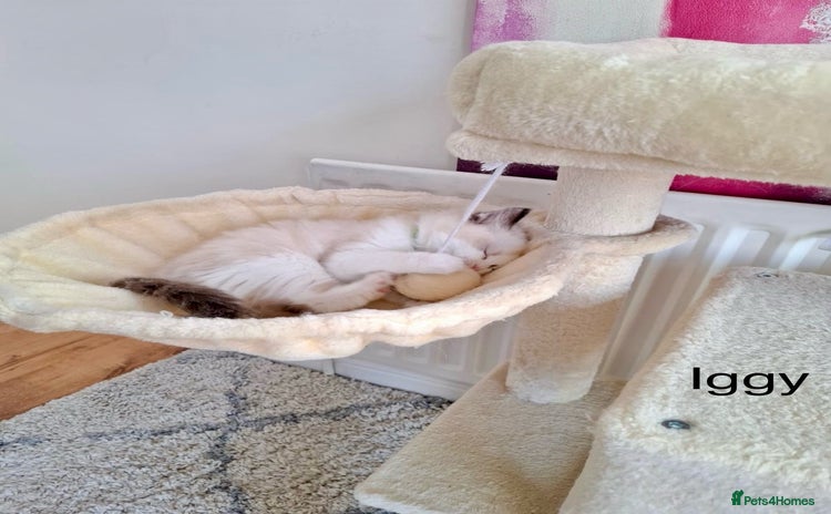 Ragdoll cats - Advert 4