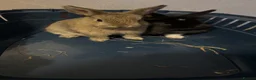 Mixed Breed rabbits for sale: 2 bunnies for sale! - Advert 5