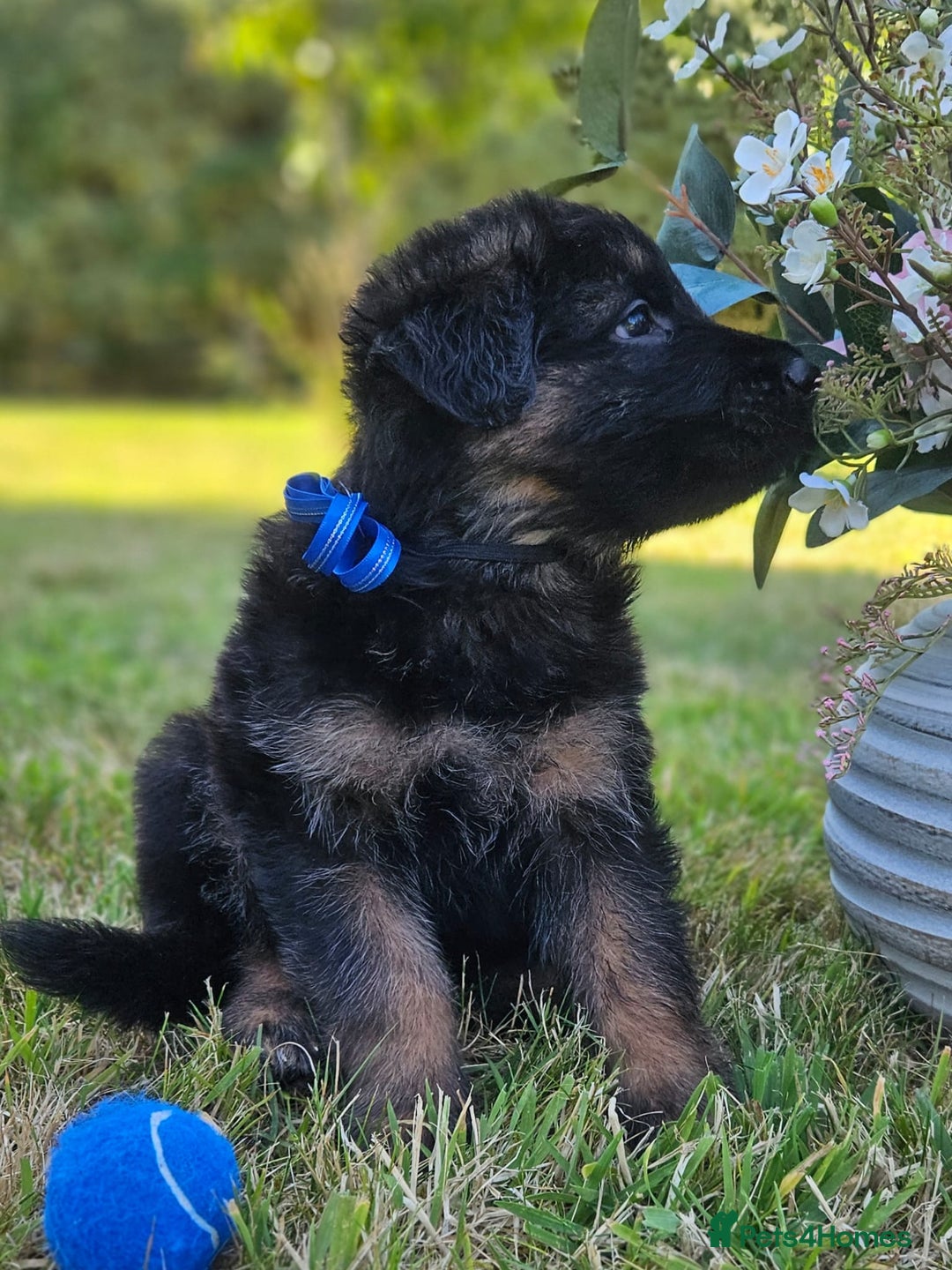 German Shepherd dogs for sale: Long haired straight backed German Shepherd pups. - Image 8