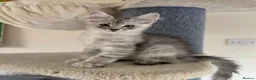 Maine Coon cats for sale: Mackerel tabby boys  - Advert 3