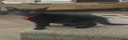 Mixed Breed cats for sale: Black Kittens for Sale in Cumnock - Advert 2