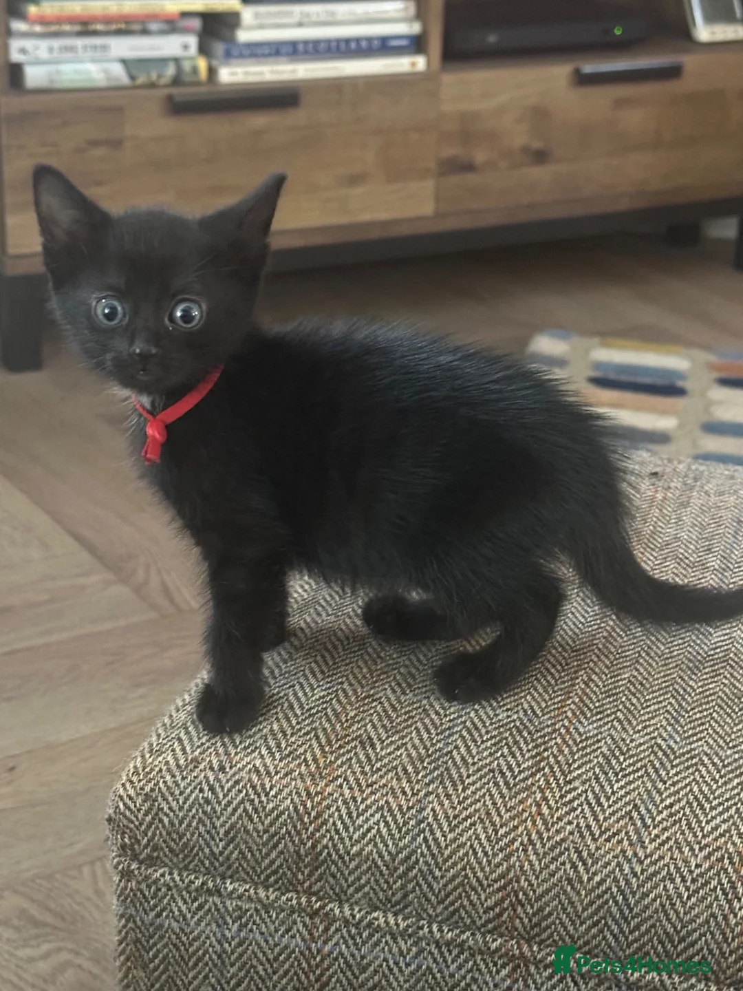 Mixed Breed cats for sale: Black Kittens for Sale in Cumnock - Advert 2