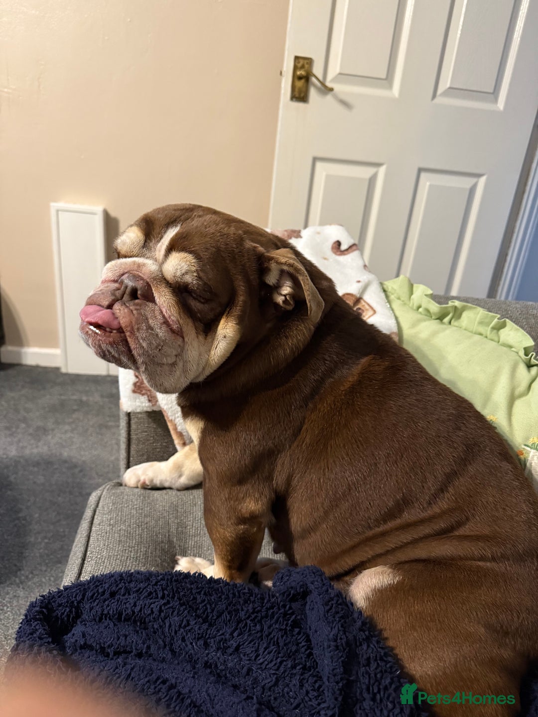 English Bulldog dogs for sale: English bulldog  - Advert 1