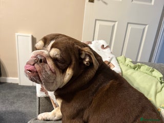 English Bulldog dogs English bulldog - Advert 1