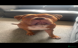 Mixed Breed dogs for sale: Beautiful Girl, sad circumstances  - Advert 4