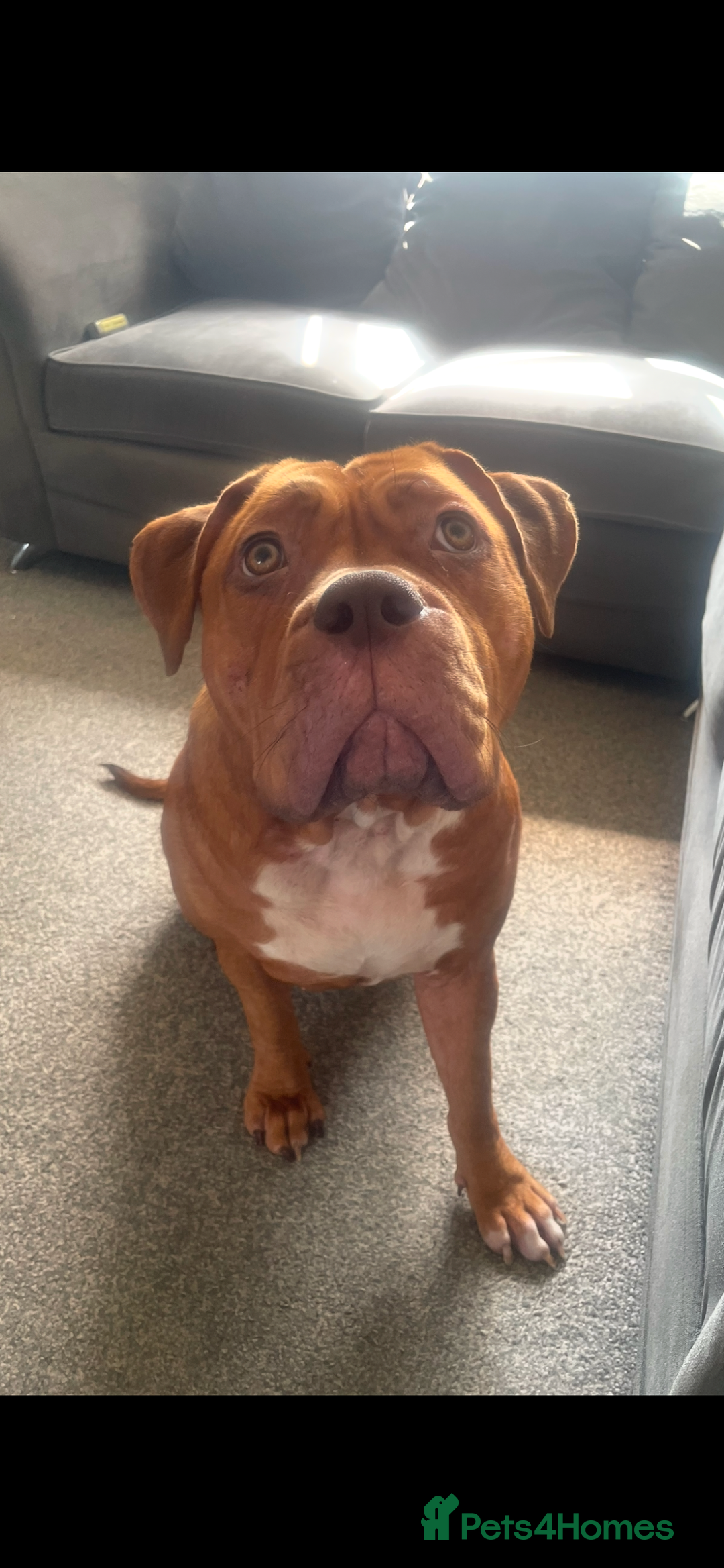 Mixed Breed dogs for sale: Beautiful Girl, sad circumstances  - Advert 4