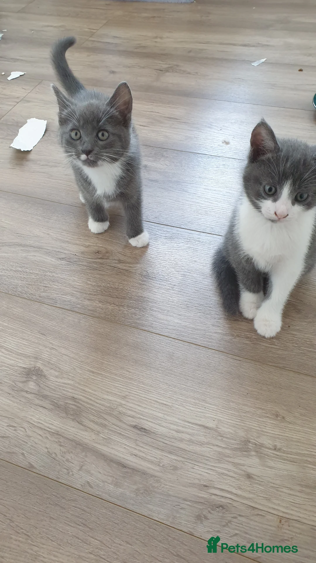 Mixed Breed cats for sale: 3 beautiful kittens. 2 grey females & 1 boy  - Advert 11