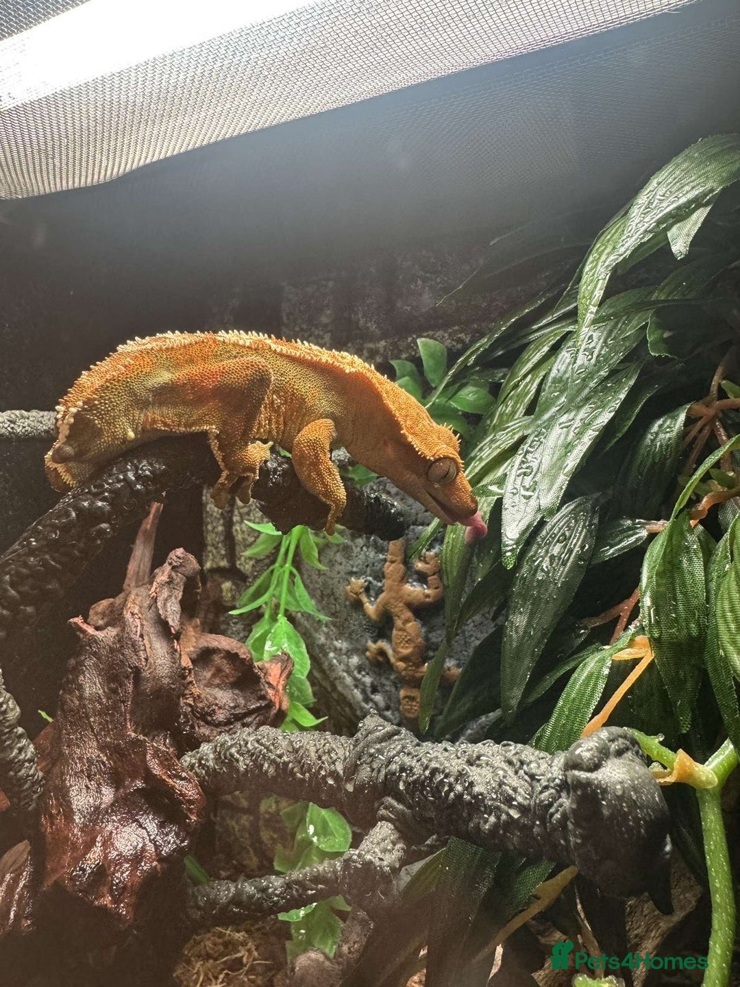 Gecko reptiles for sale: 2 Crested Geckos - Advert 11