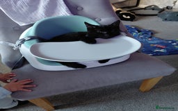 British Shorthair cats for sale: Black male kitten  - Image 1