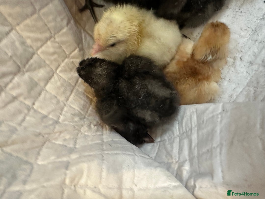 Chickens poultry for sale: Day old chicks mixed hybrids large fowl  - Image 4