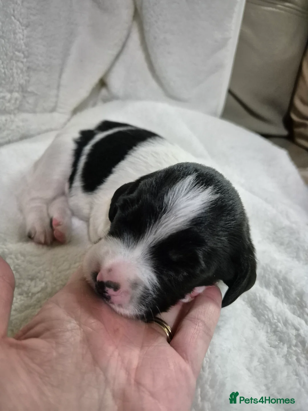 Sprollie dogs for sale: 3/4 Springer Spaniel Puppies - Sprollies - Advert 3