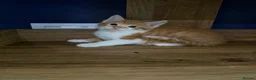 Mixed Breed cats for sale: 5 Beautiful kittens for sale £100 - Advert 7