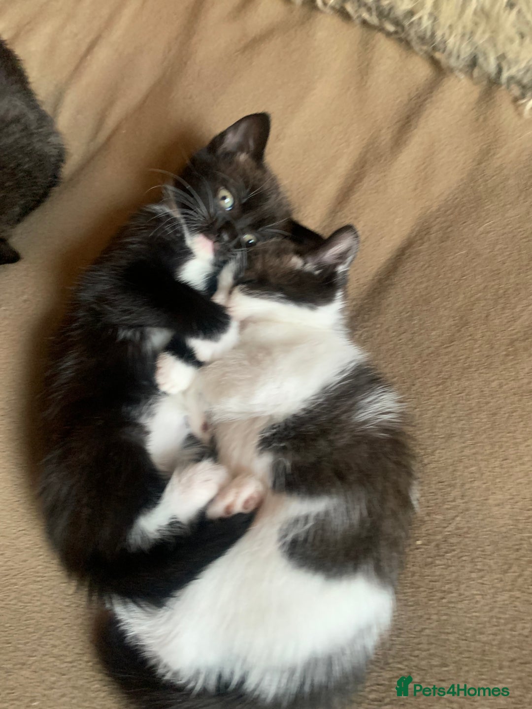 Mixed Breed cats for sale: Part Persian  - Image 6