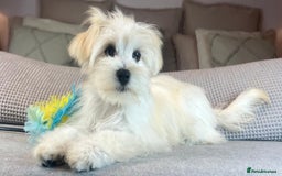 Maltese dogs for sale: Perfect, sweet, petite and handsome young man  - Image 6